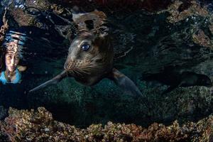 zee leeuw zegel onderwater- terwijl duiken galapagos foto