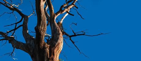 droog boom tegen blauw lucht foto