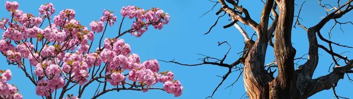 bloeiend sakura boom en een oud droog boom foto