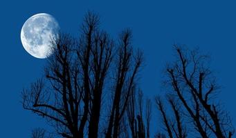 silhouetten van bomen in de avond foto