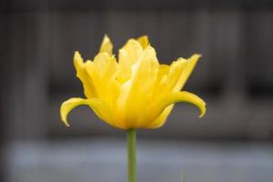 selectief focus van een geel tulp in de tuin met groen bladeren. wazig achtergrond. een bloem dat groeit tussen de gras Aan een warm zonnig dag. voorjaar en Pasen natuurlijk achtergrond met tulp. foto