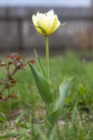 selectief focus van een geel tulp in de tuin met groen bladeren. wazig achtergrond. een bloem dat groeit tussen de gras Aan een warm zonnig dag. voorjaar en Pasen natuurlijk achtergrond met tulp. foto