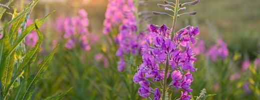 natuurlijk achtergrond met zacht focus van weide wilgeroosje bloemen Bij zonsondergang. spandoek. foto