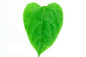 hartvormig groen blad foto