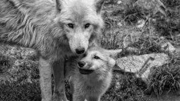 de wit wolf, moeder wolf en de jong wolf foto