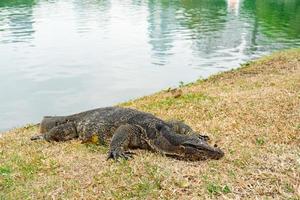 water hagedis in lumpini park in Bangkok. hagedis in lumpini park. varanus redder. toezicht houden op hagedis. foto