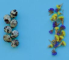 Pasen samenstelling. kwartel eieren, bloemen Aan blauw achtergrond. kopiëren ruimte. foto