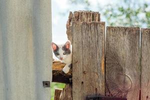 een klein katje zit Aan een hek in zomer foto