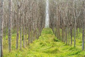 groei rubber bomen in rubber plantage met heel weinig bladeren in zomer seizoen in Thailand upcountry genomen in patroon achtergrond ontwerp met loopbrug tussen rij of lijn, natuurlijk achtergrond structuur foto