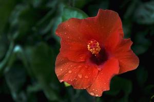 rode hibiscus in een tuin