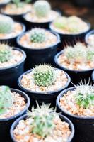 cactussen in keramische potten foto