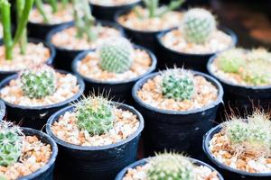 cactussen in potten foto