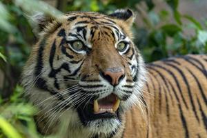 Sumatra tijger portret dichtbij omhoog terwijl op zoek Bij u foto