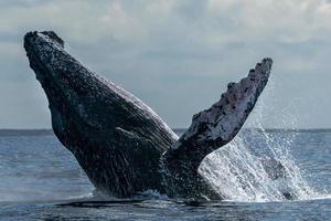 gebochelde walvis overtreden in cabo san lucas foto