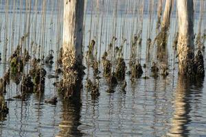 mosselen fokken in chioggia Italië foto