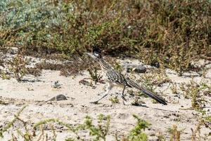 weg loper vogel dichtbij omhoog foto