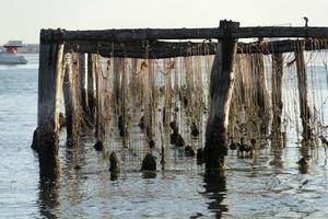 mosselen fokken in chioggia Italië foto