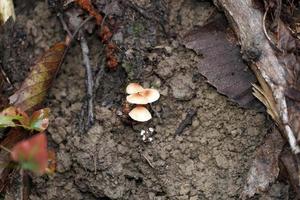 herfst paddestoel in de Woud foto