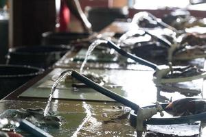 mannetje Maldiven hand- schoonmaak vis Bij de markt foto