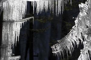 ijspegels bevroren ijs Aan boom takken foto