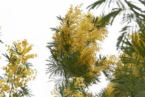 bloeiend geel mimosa Aan een boom foto