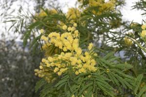 bloeiend geel mimosa Aan een boom foto