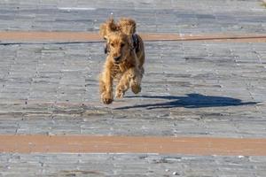 Engels cocker spaniel jong hond puppy rennen naar u foto
