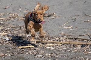 jong hond puppy spelen Aan de strand spaniel cocker foto