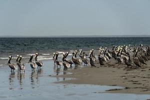 pelikaan kolonie in baja Californië Mexico foto