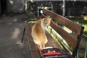 rood kat Aan bank in zomer. huisdier in werf van huis. rood haar- in dier. foto