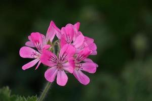 geranium vlinder bloem dichtbij omhoog foto