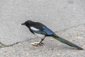 ekster aan het eten brood foto