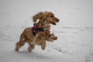 gelukkig cocker spaniel rennen in de sneeuw foto