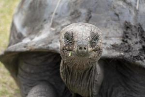 Seychellen reusachtig terrestrisch schildpad dichtbij omhoog portret foto