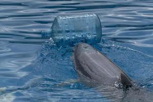 dolfijn met plastic fles schoonmaak de zee foto