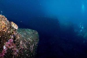 havik goby vis Aan een moeilijk koraal in Cortez zee foto