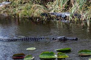 Florida alligator in Everglades dichtbij omhoog portret foto