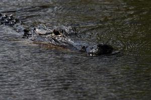 Florida alligator in Everglades dichtbij omhoog portret foto