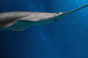 zaagvis haai familie onderwater- dichtbij omhoog detail foto