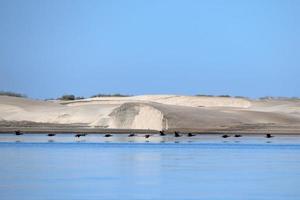 aalscholver vogelstand strand zand duinen in Californië magdalena baai Mexico foto