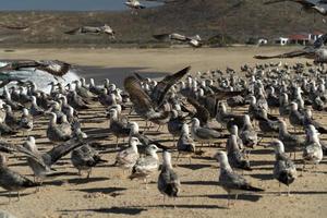 pelikaan zeemeeuw veel vogelstand in baja Californië strand Mexico foto