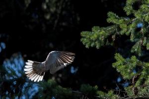 schildpad duif vogel terwijl vliegend van pijnboom boom nest foto