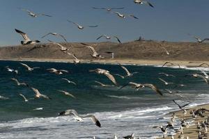 pelikaan zeemeeuw veel vogelstand in baja Californië strand Mexico foto