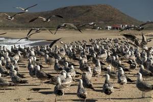 pelikaan zeemeeuw veel vogelstand in baja Californië strand Mexico foto