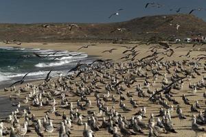 pelikaan zeemeeuw veel vogelstand in baja Californië strand Mexico foto