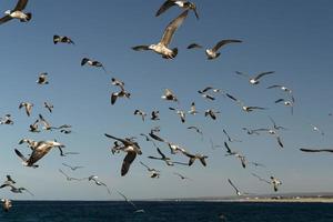 pelikaan zeemeeuw veel vogelstand in baja Californië strand Mexico foto