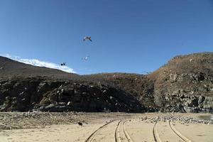 pelikaan zeemeeuw veel vogelstand in baja Californië strand Mexico foto