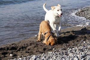 jong honden puppy spelen Aan de strand spaniel cocker en terughalen foto