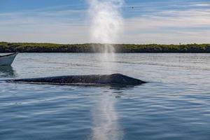 grijs walvis neus- op reis grote Oceaan oceaan terwijl blazen foto