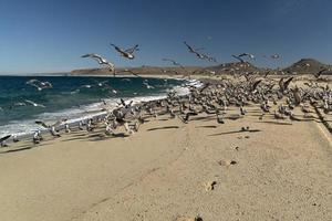 pelikaan zeemeeuw veel vogelstand in baja Californië strand Mexico foto